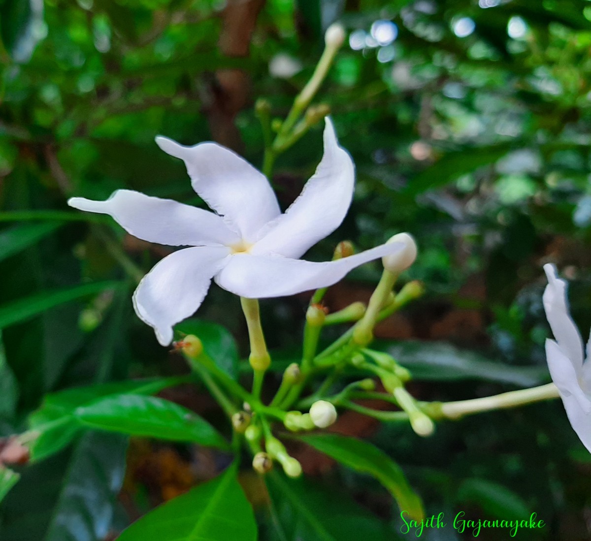 Tabernaemontana divaricata (L.) R.Br. ex Roem. & Schult.